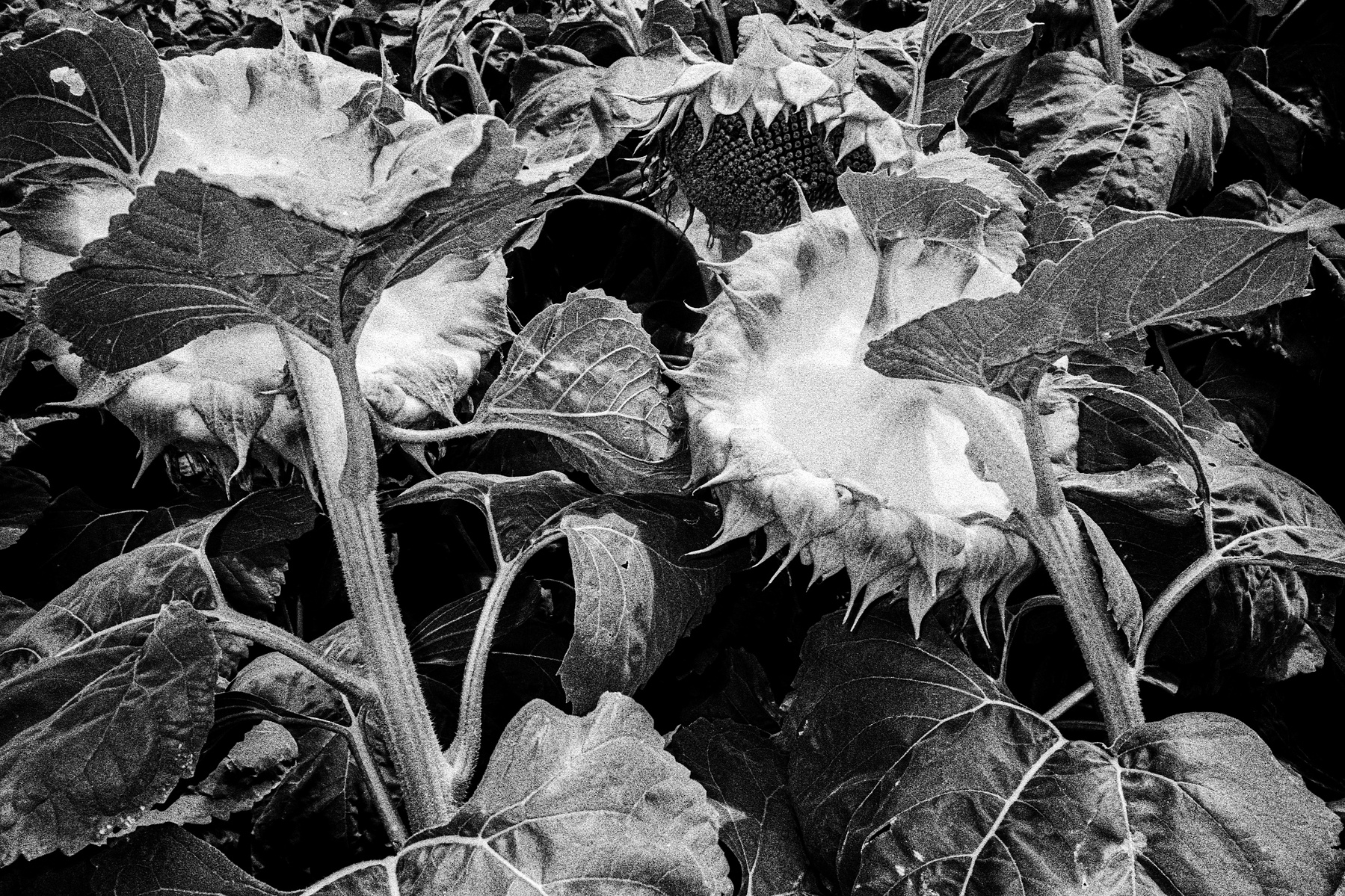 Photograph by Matthew James Fleming from the Journal : Number 4 Samizdat. Taken with Ilford HP5 35mm film in Bratislava, Slovakia.