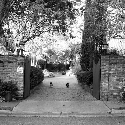 Black and white street photography of the french street photographer David Décamps representing two small dogs in front of a gate in Natchez, USA.
