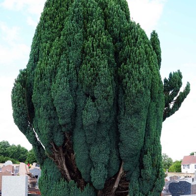 Street photography in colors of the french street photographer David Décamps representing a huge green tree behind a bench in a cimetery.