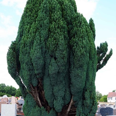Street photography in colors of the french street photographer David Décamps representing a huge green tree behind a bench in a cimetery.