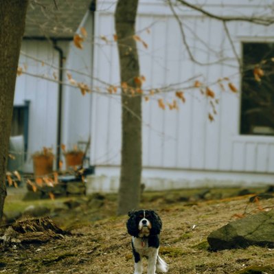 Street photography in colors of the french street photographer David Décamps representing a little dog alone in the wood in New York City, USA.