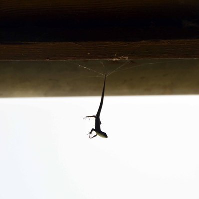 Street photography in colors of the french street photographer David Décamps representing a lezard upside down in a cobweb.