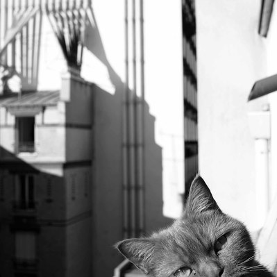 Black and white street photography of the french street photographer David Décamps representing a funny face of a cat in a gutter in Paris.