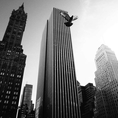 Black and white street photography of the french street photographer David Décamps representing a bird flying in front of a building in New York City, USA.