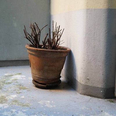 Street photography in colors of the french street photographer David Décamps representing a plant pot in a backyard in Paris.