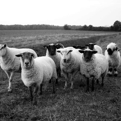 Black and white street photography of the french street photographer David Décamps representing a sheep herd in Doue.