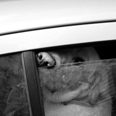 Black and white street photography of the french street photographer David Décamps representing a dog with his muzzle out the window of a car in Paris.