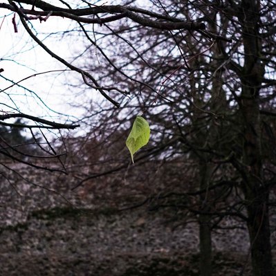Street photography in colors of the french street photographer David Décamps representing a last leaf on a tree.