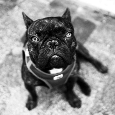 Black and white street photography of the french street photographer David Décamps representing the portrait of a dog in Paris.