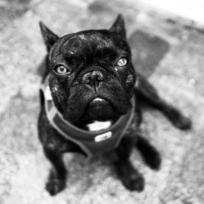 Black and white street photography of the french street photographer David Décamps representing the portrait of a dog in Paris.
