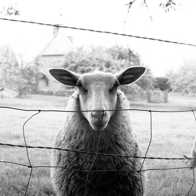 Black and white street photography of the french street photographer David Décamps representing the portrait of a goat.