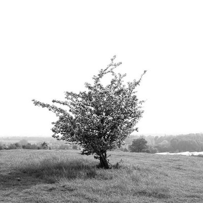 Black and white street photography of the french street photographer David Décamps representing a little tree in a beautiful light in Doue.