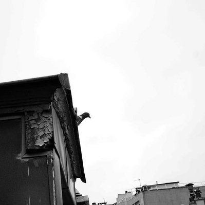 Black and white street photography of the french street photographer David Décamps representing the head of a pigeon in a roof in Paris.