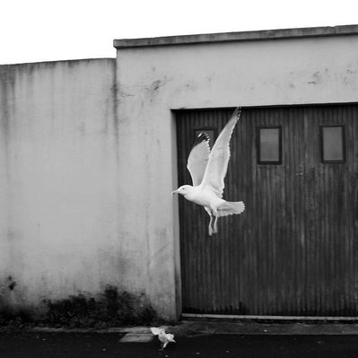 Black and white street photography of  the french street photographer David Décamps representing a seagull taking off in Brest.
