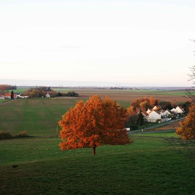 Street photography in colors of the french street photographer David Décamps representing a beautiful orange tree in a grassland in France.
