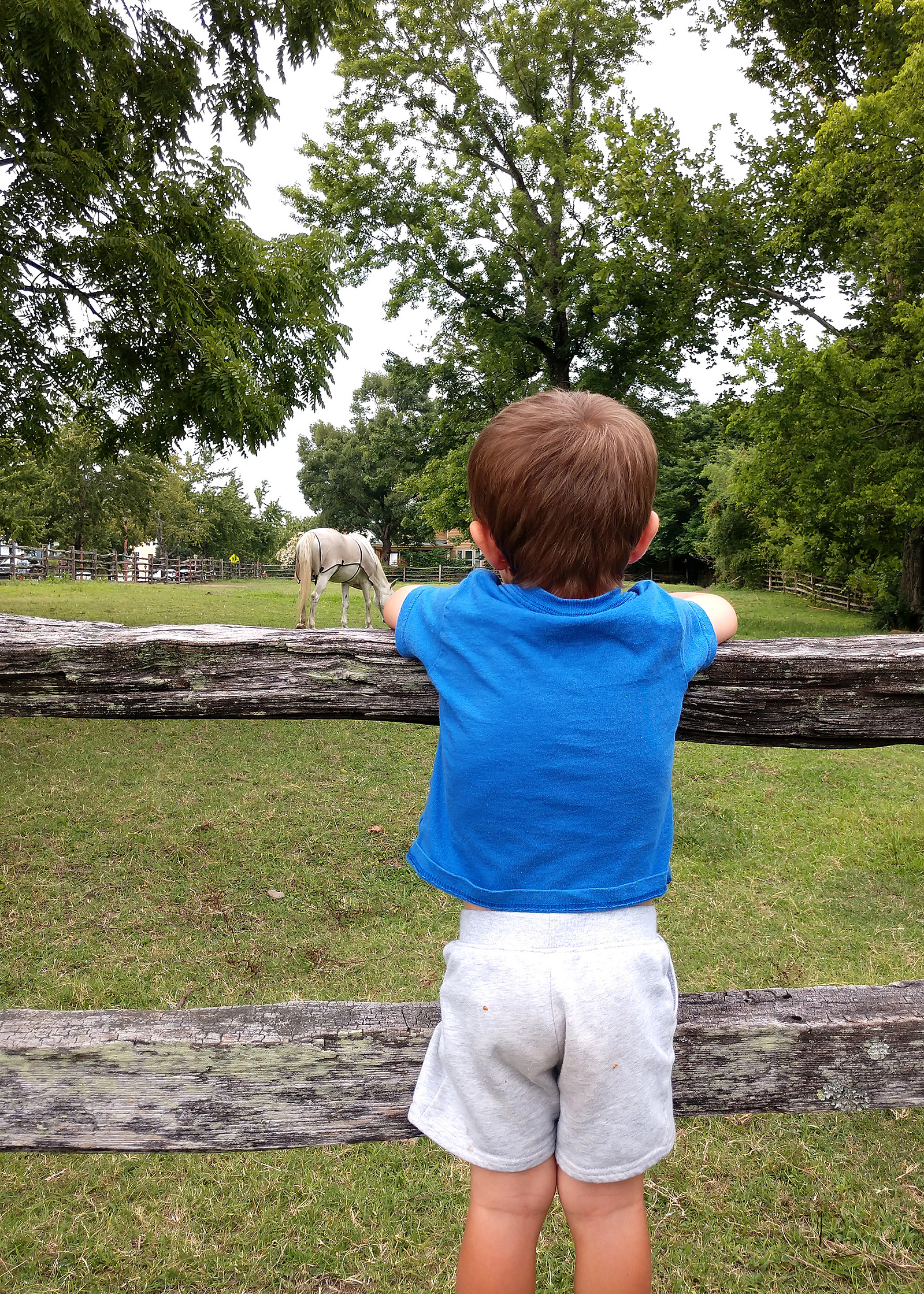 A young boy stands on a fence looking at horses in Colonial Williamsburg, VA