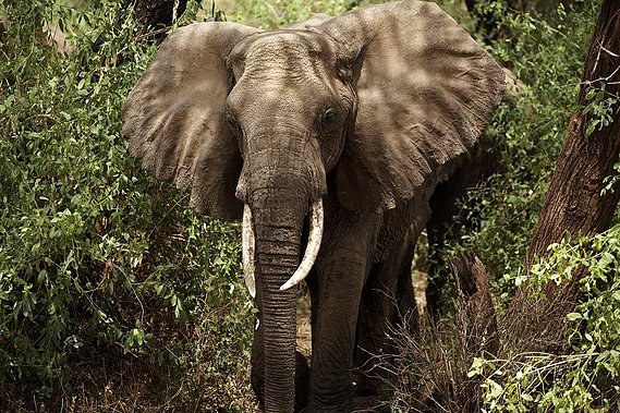 Photo: The Image of Africa