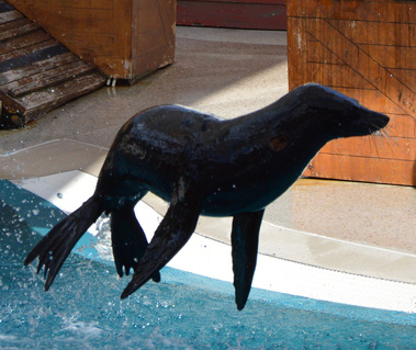 Graham Doig seal flipper research