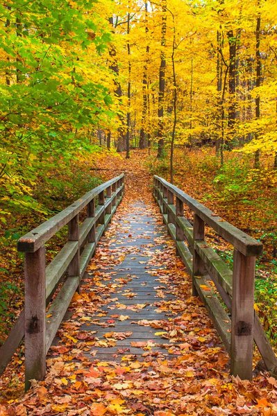 Fine art nature photography of a pedestrian bridge in a autumn forest