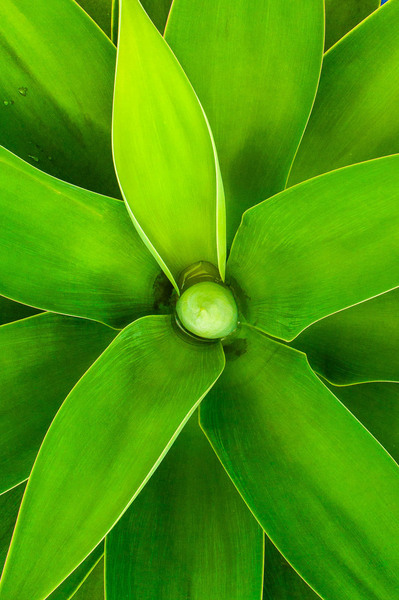 Symmetrical pattern formed by a green plant in Colombia 
