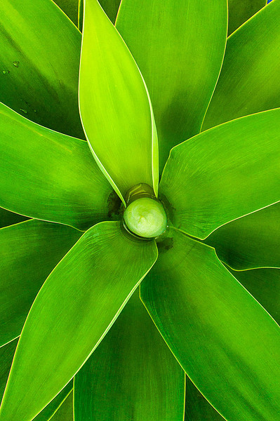 Symmetrical pattern formed by a green plant in Colombia 