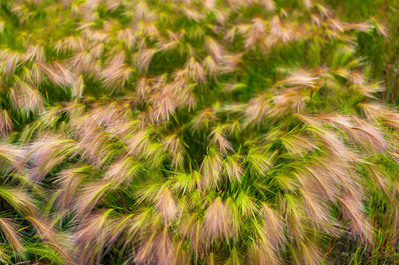 Grasses swaying in the breeze