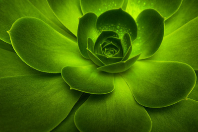 Dew on succulent leaves
