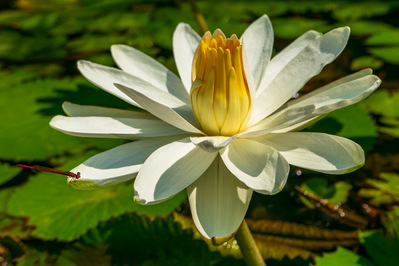 Water lily in a pond carrying a dragonfly