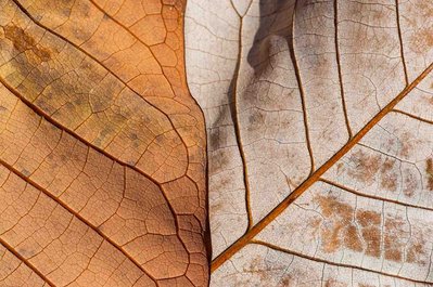 Abstract fine art nature photography of autumn leaves at the Morton Arboretum in Lisle, IL