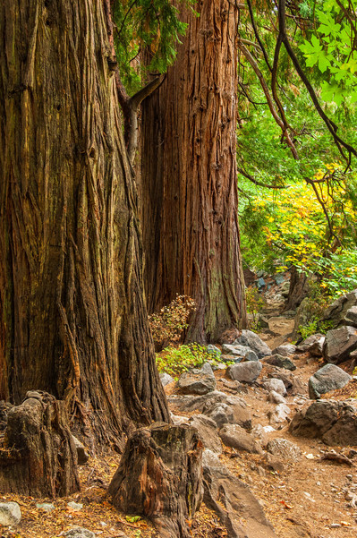 Hiking trail in the Angeles National Forest in California 