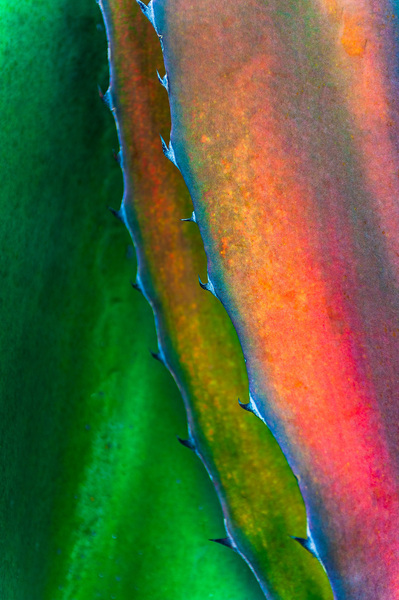 Colorful close up of cactus leaves in Mexico