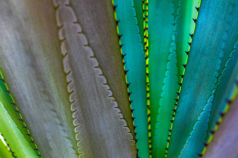 Close up of cactus leaves, abstract view.