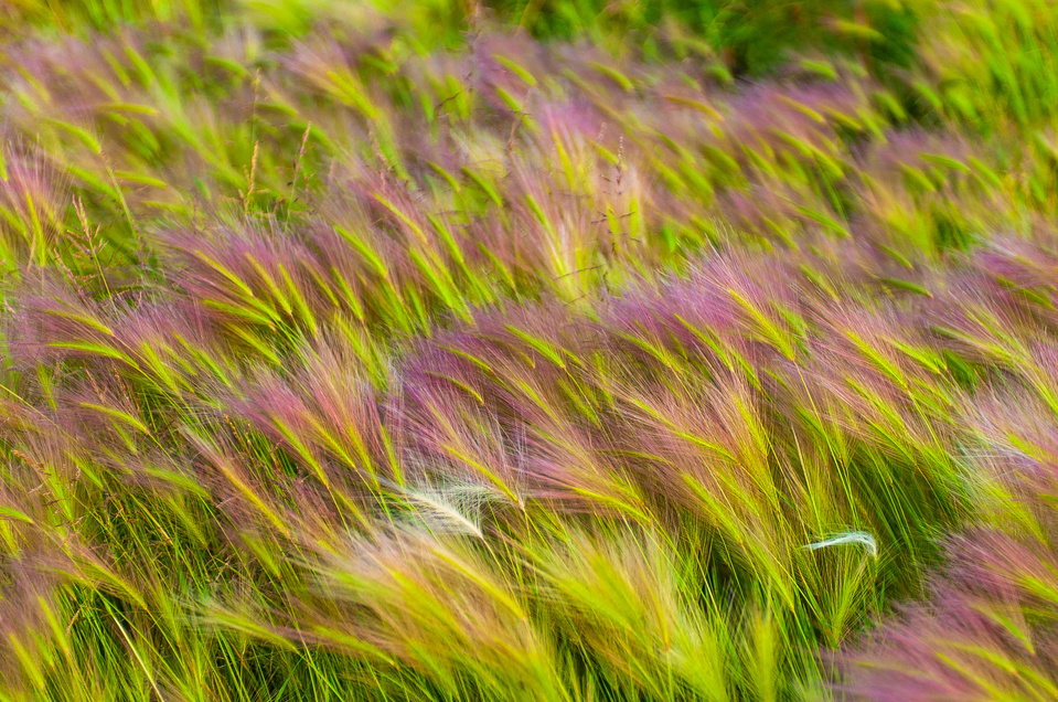 Grasses swaying in the summer breeze 
