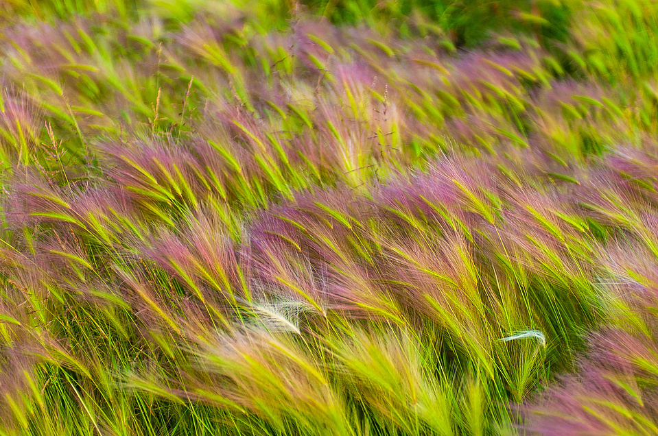 Grasses swaying in the summer breeze 