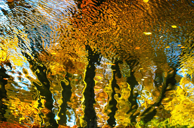 Nature photographers interpretation of a reflection of leaves in a lake