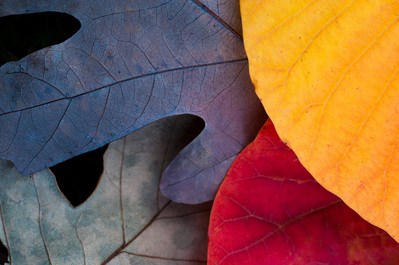 Colorful leaves at the Morton Arboretum