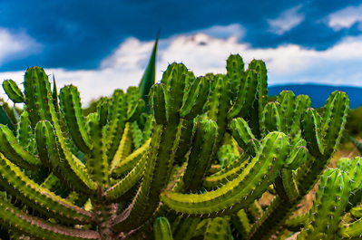 Cacti in the mountains of Mexico