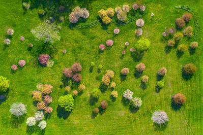 Landscape nature photography of spring trees from a drone 