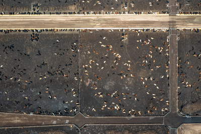 A small segment view of a mass cattle ranch in Colorado seen from above