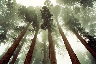 Upward perspective of Sequoia trees at the Sequoia Tree National Park, CA 