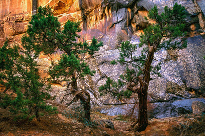 Zion National Park evergreens in a canyon