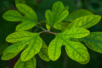 Close up of saturated leaves