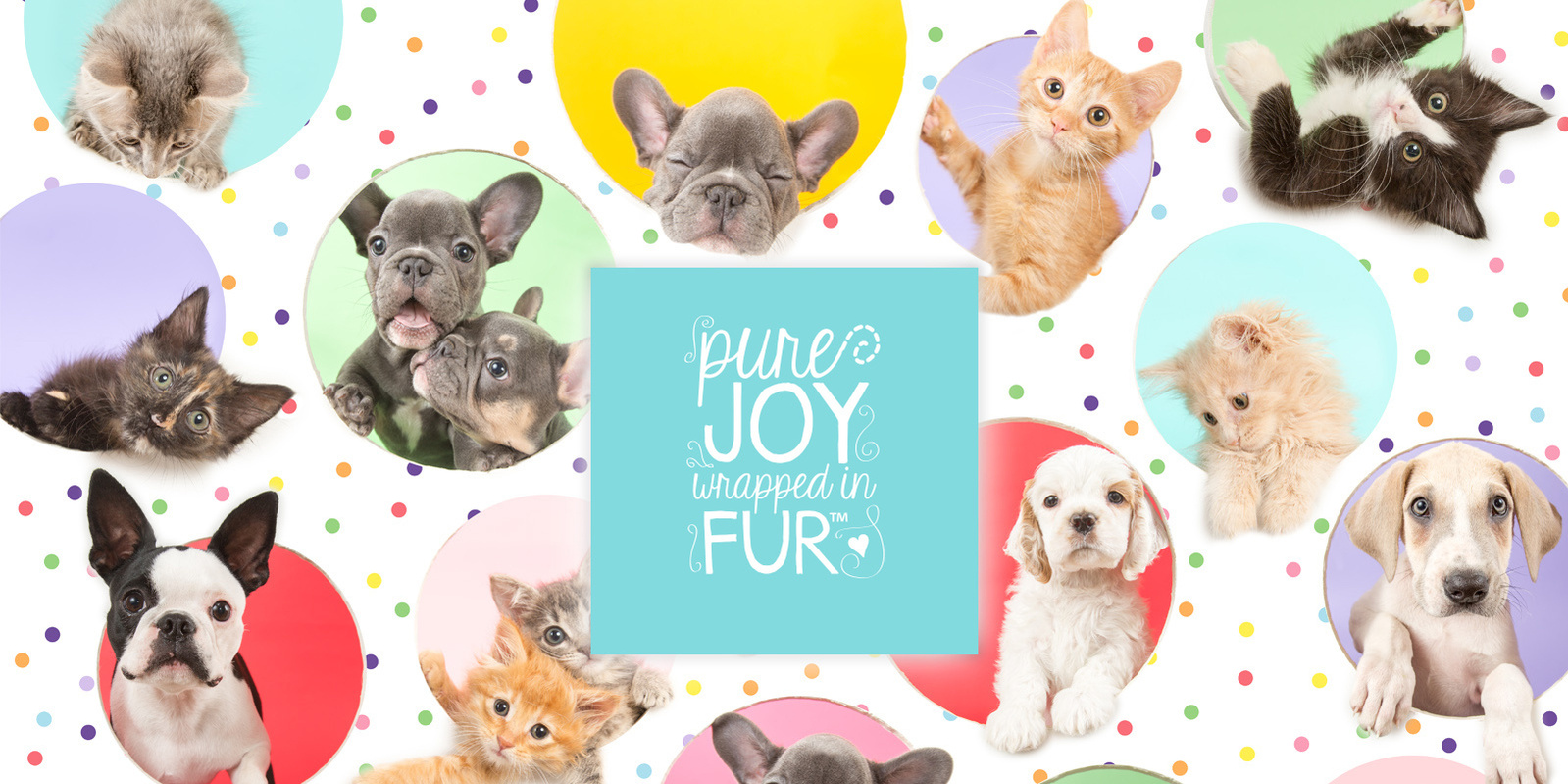 UTurn Studios offers pet photography in the Springfield, Missouri area. We capture the joy that is a furry friend and deliver it to you in photos guaranteed to make you smile! 