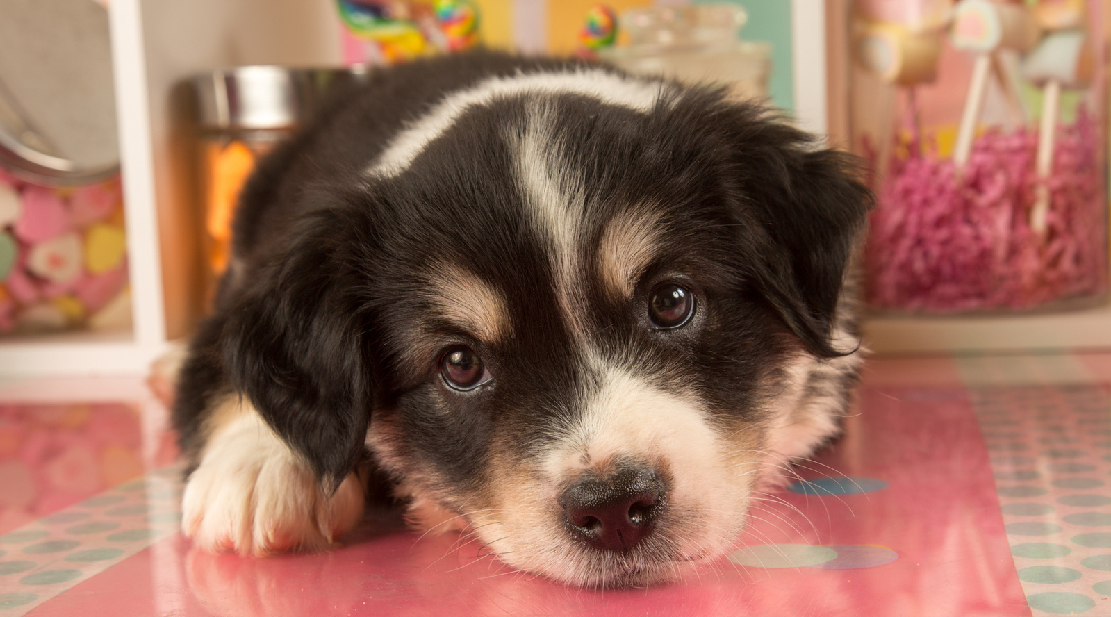 UTurn Studios photographs dogs, cats and just about any other pet you'd like to bring us! Check out our gallery of cute dogs and puppies here. 