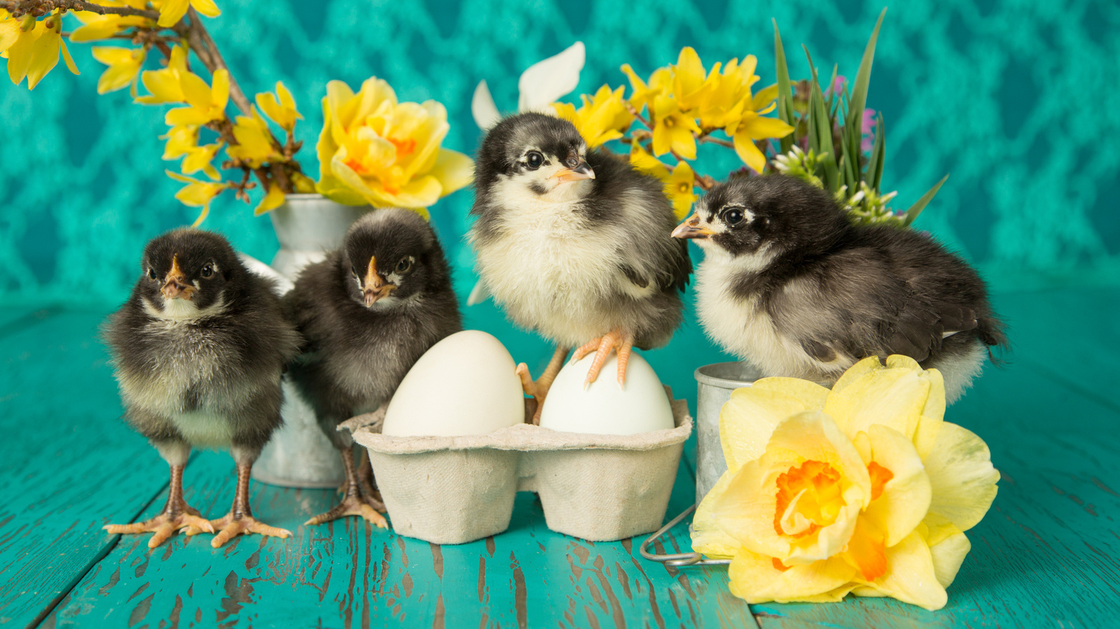 UTurn Studios photographs dogs, cats and just about any other pet you'd like to bring us! We often photograph farm animals in our Marshfield, Missouri studio. Check out our gallery of chicks, ducks, horses, sheep and even cows!