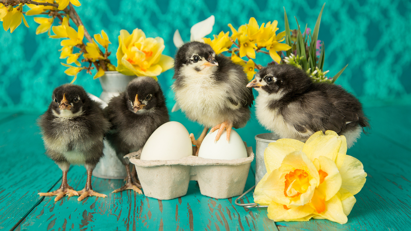 UTurn Studios photographs dogs, cats and just about any other pet you'd like to bring us! We often photograph farm animals in our Marshfield, Missouri studio. Check out our gallery of chicks, ducks, horses, sheep and even cows!