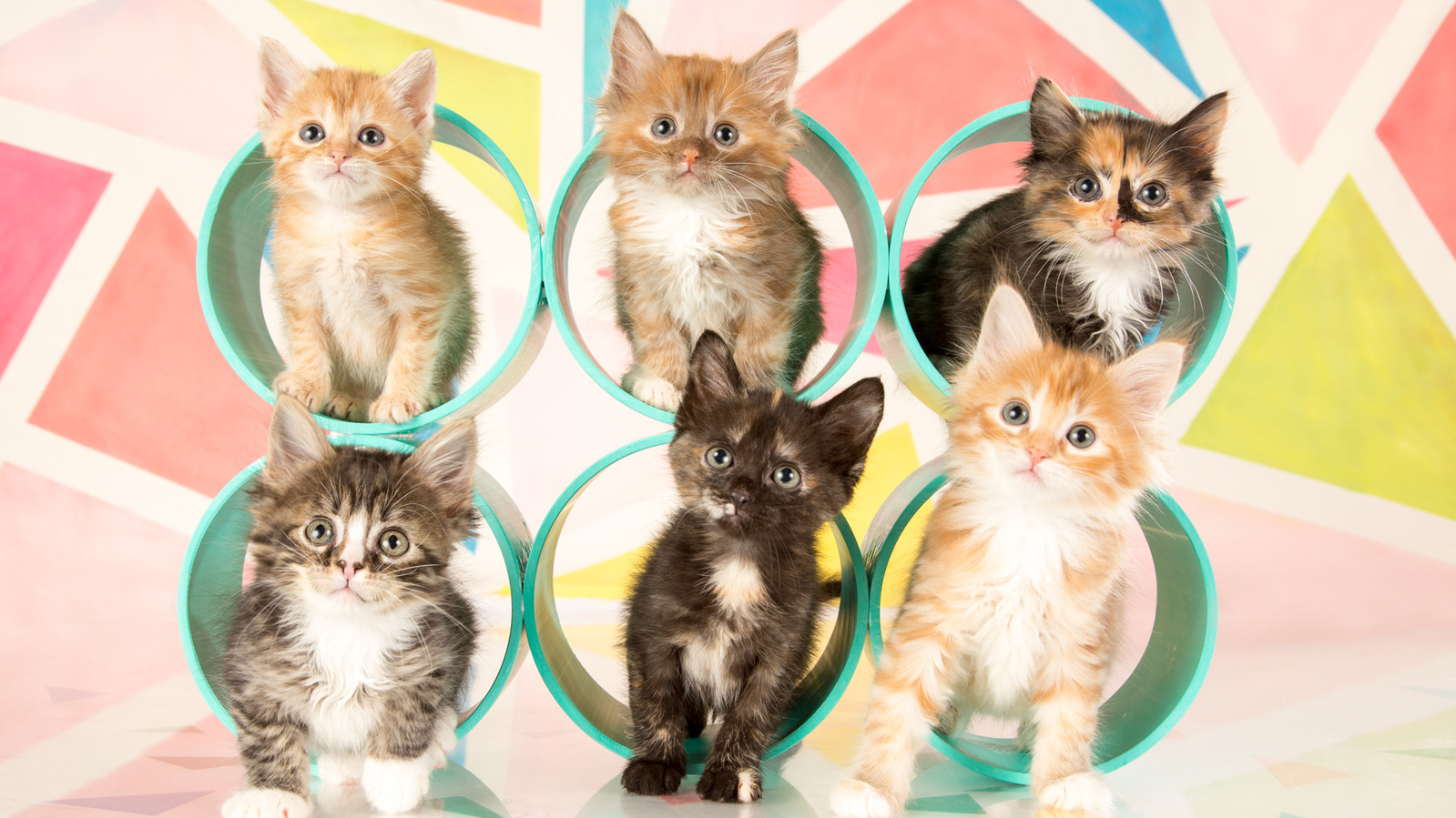 UTurn Studios photographs dogs, cats and just about any other pet you'd like to bring us! Check out our gallery of cute cats and kittens here. 