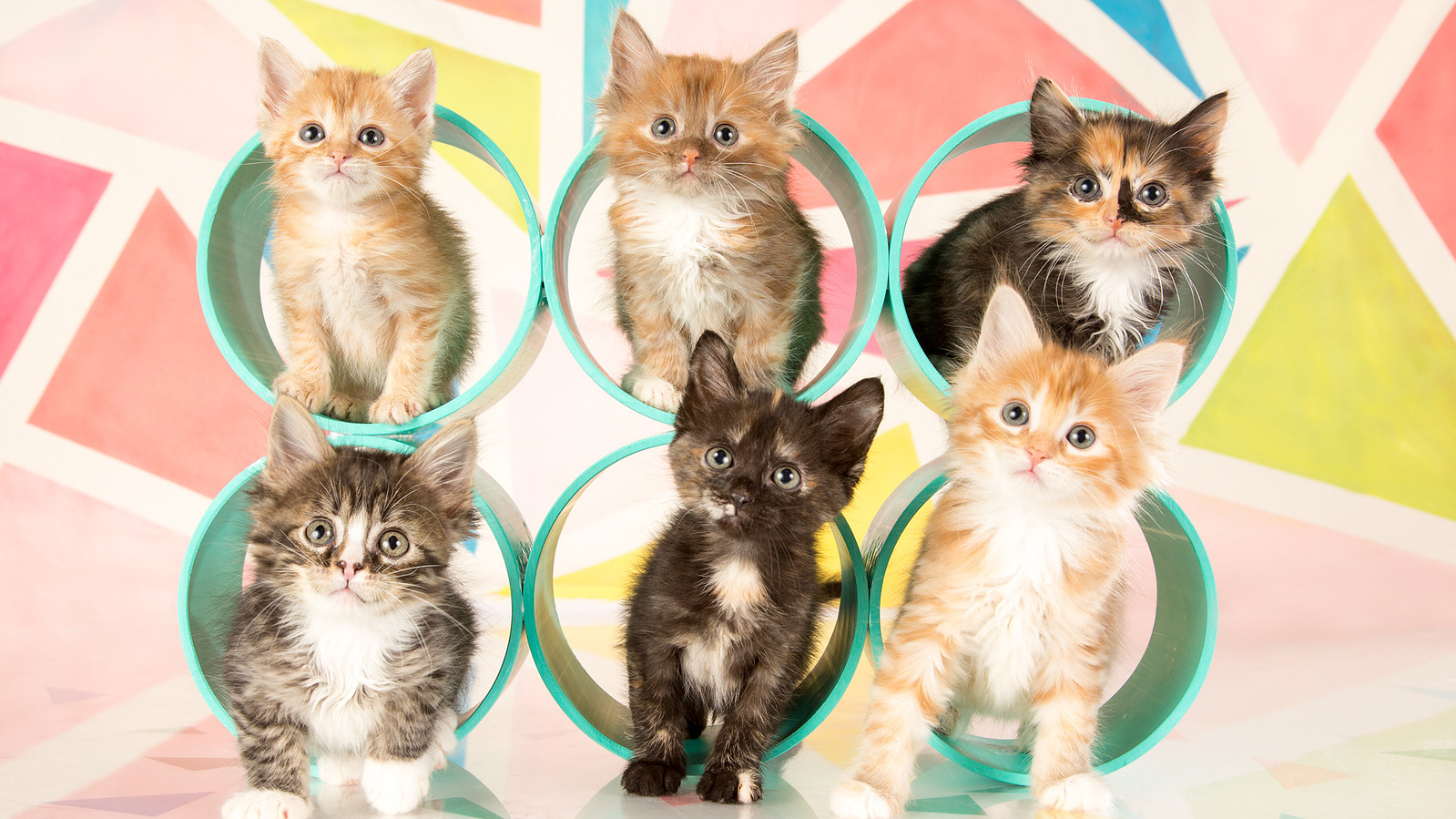 UTurn Studios photographs dogs, cats and just about any other pet you'd like to bring us! Check out our gallery of cute cats and kittens here. 