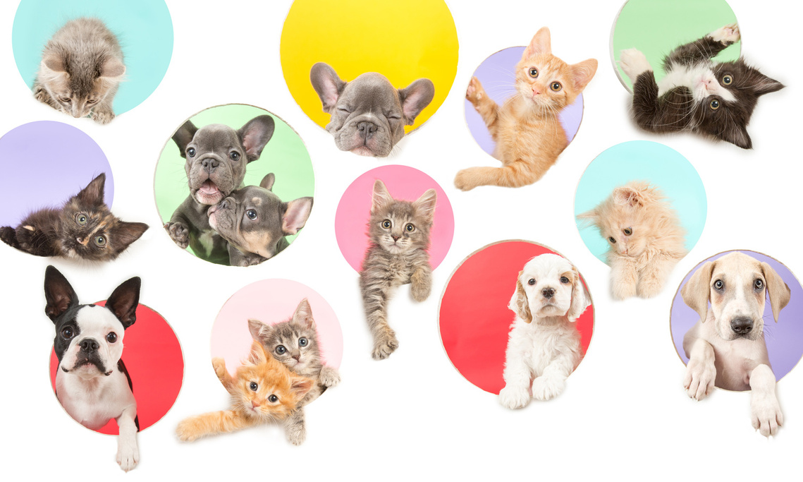 Playful puppies and kittens interact as they pop out of holes in the screen. Photo by UTurn Studios.