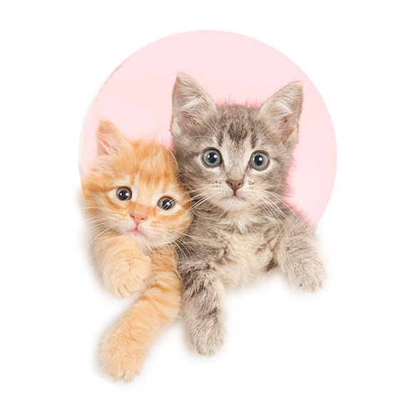 Two cute, fluffy kittens cuddle and play as they pose for their moment in the spotlight.